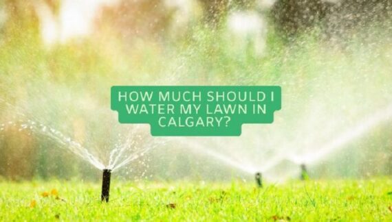Lawn Watering