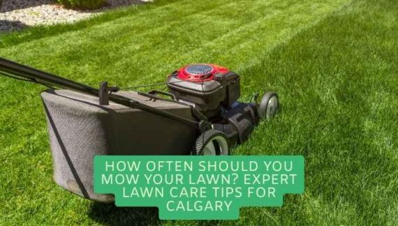 Lawn Care Tips