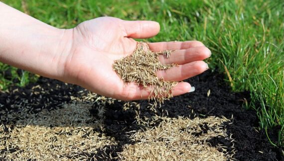 Over Seeding