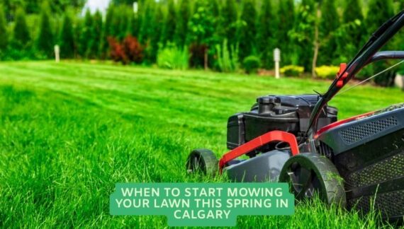 Lawn Mowing