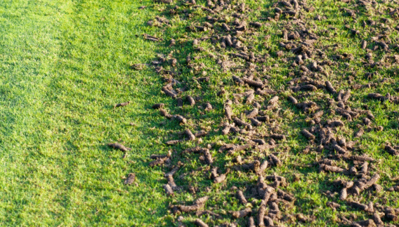Core Aeration